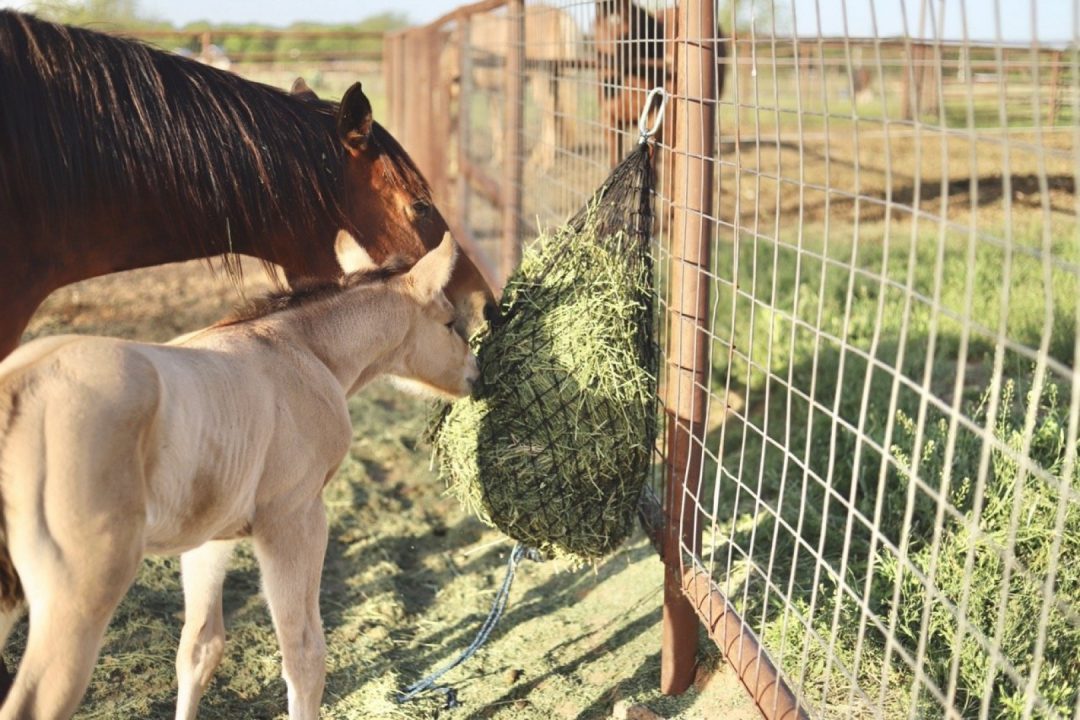 New 2026 Hay Chix Half Bale Slow Feed Net Farm / Ranch