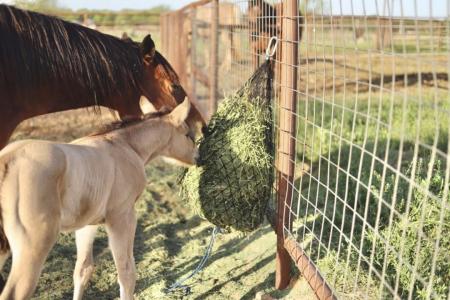 New 2026 Hay Chix Half Bale Slow Feed Net Farm / Ranch
