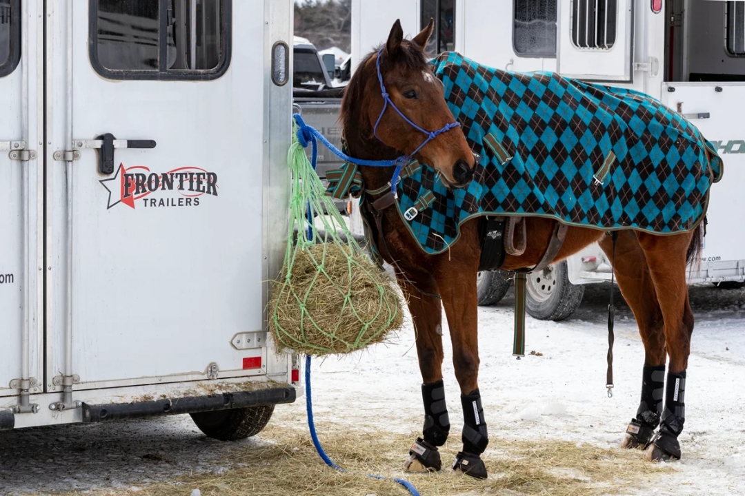 New 2026 Frontier Trailers Strider 24"T Bumper Pull Slant Load 2 Horse Aluminum Series Horse Trailer
