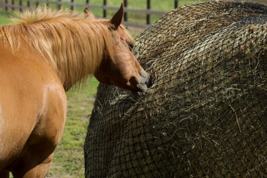 New 2025 Hay Chix 6' Large Bale Net w/2.5" Holes Farm / Ranch