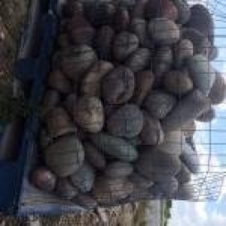 New 2019 Other Arkanas Cobbler Stone Rocks / Gravels