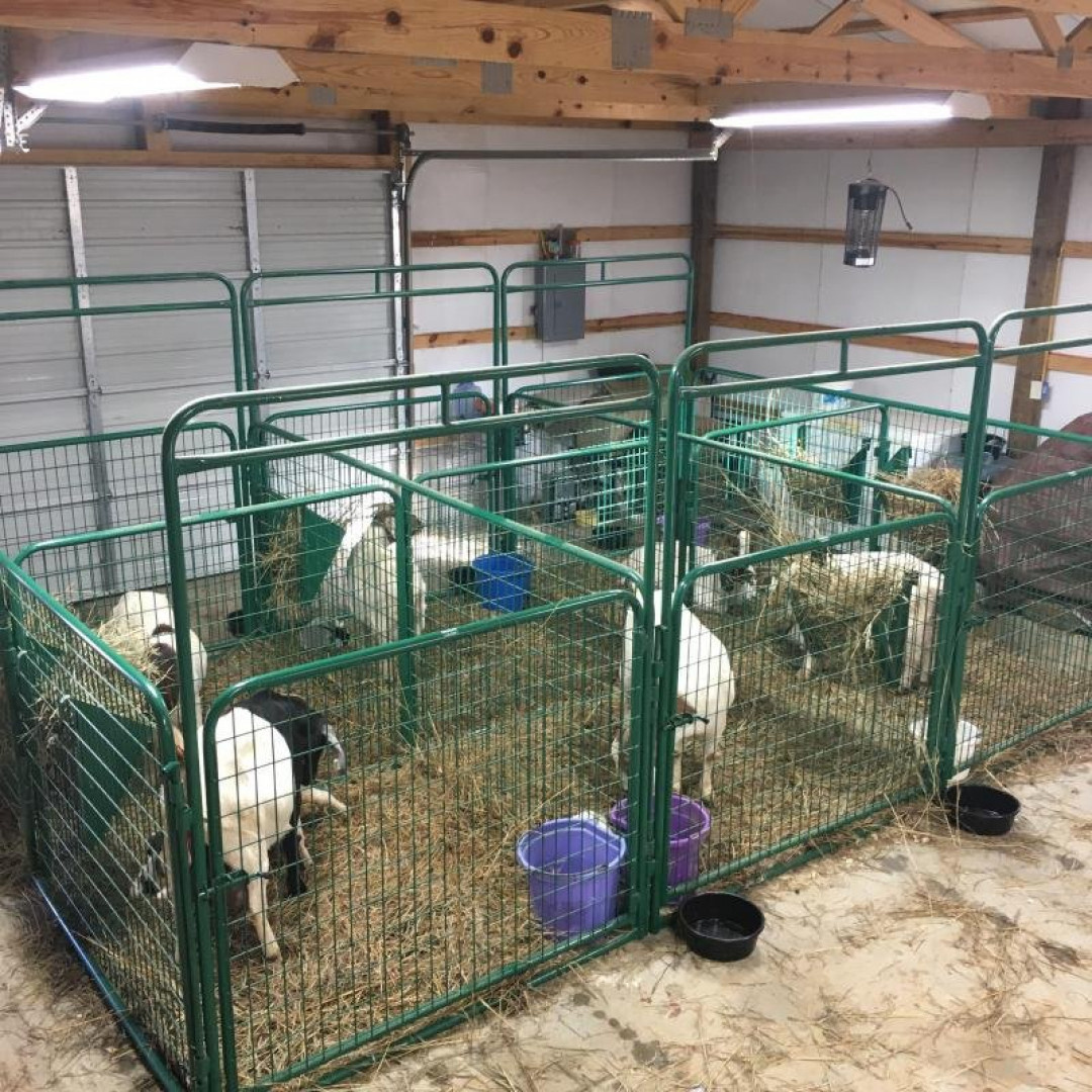 New 2026 Sheep & Goat Panels - Farm / Ranch