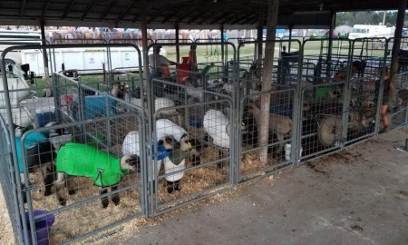 New 2026 Sheep & Goat Panels - Farm / Ranch