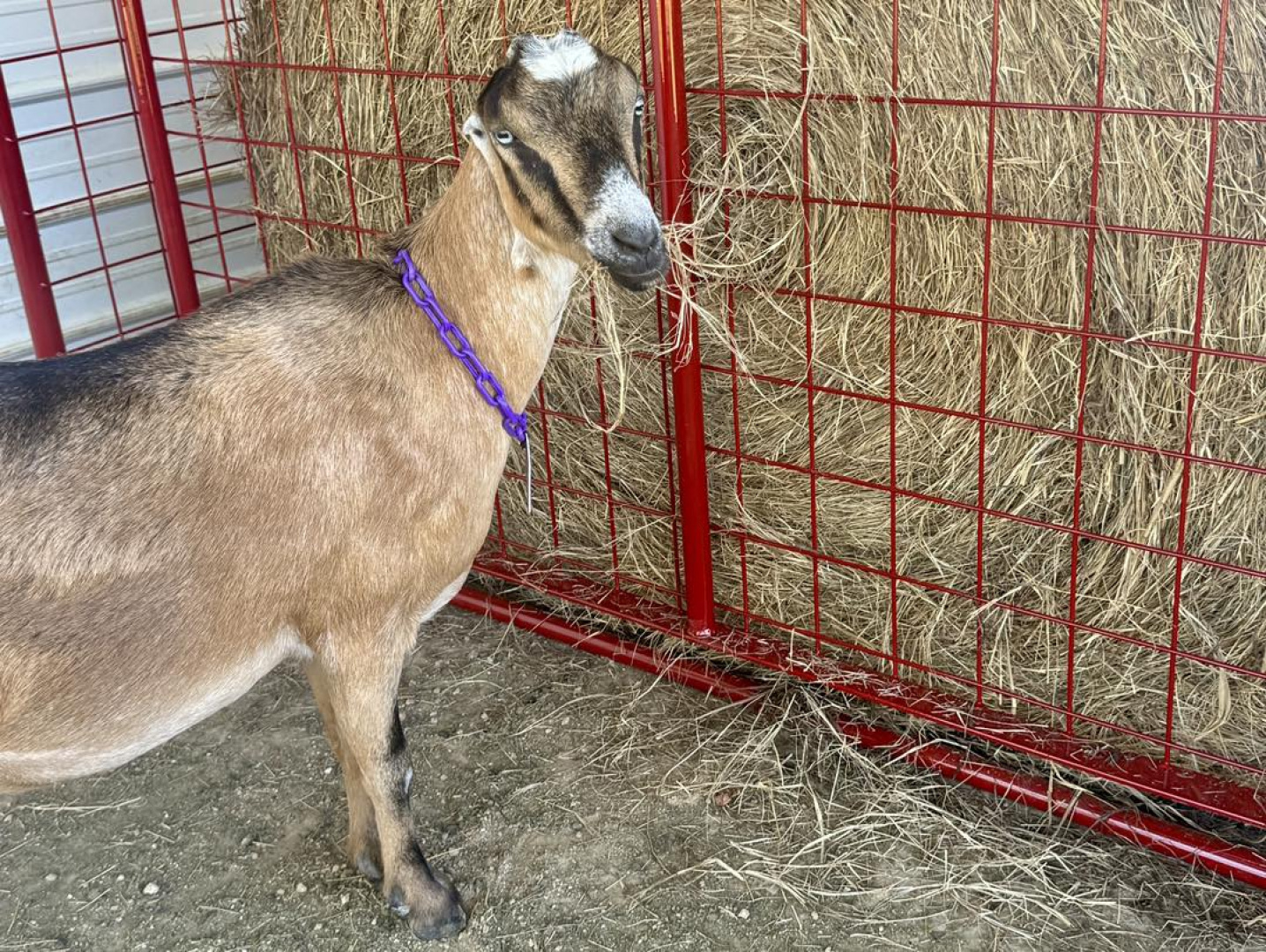 New 2025 Collapsible Round Bale Feeder Farm / Ranch