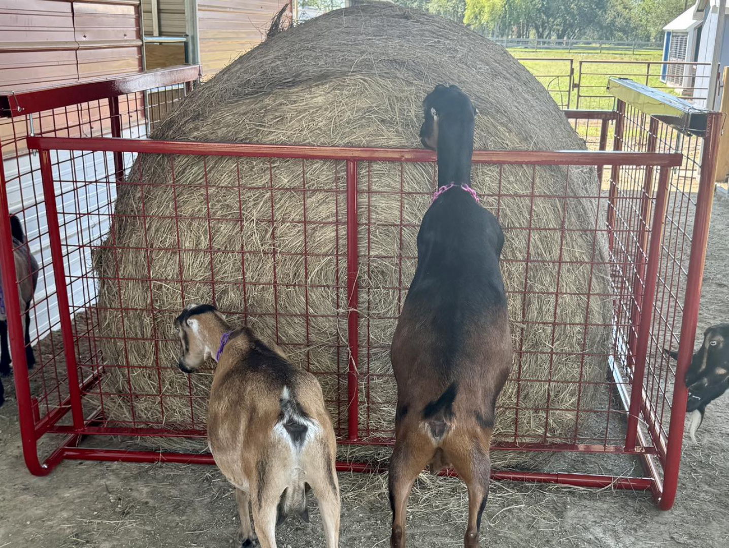 New 2025 Collapsible Round Bale Feeder Farm / Ranch