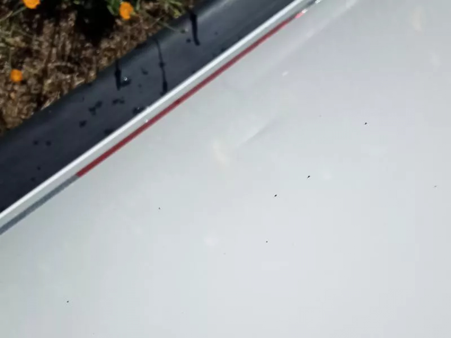 New 2026 Trails West Classic 4 Horse 5x10 SUPER TACK - Comfort Package - Escape Door - Stud Panel - 4 Horse Trailer